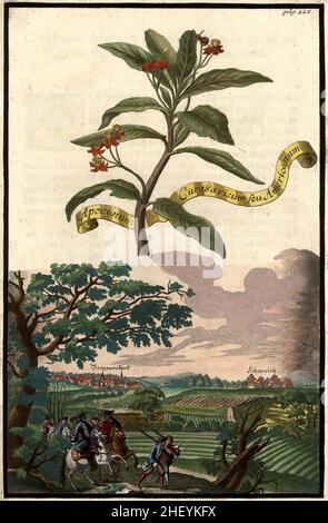 Apocynum guraßavicum americanum und Schwaich, Schwaig, Bergnersdorf, Gartengestaltung, Nürnbergische Hesperides von Johann Christoph Volkamer, 1710 / giardino, Illustrazione dal giardino di Nürnbergische Hesperides, 1710, Historisch, storico, digitale riproduzione migliorata di un originale del 18th secolo / restaurierte digitale Reprodukeides aus voraliner 18. Jahrhundert, genaues Originaldatum nicht bekannt Foto Stock