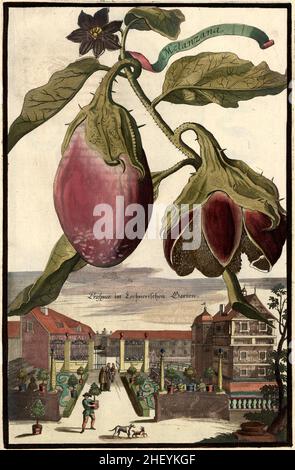 Melanzana Aubergine und der Lochnerische Garten, Gartengestaltung, Nürnbergische Hesperides von Johann Christoph Volkamer, 1710 / Garden, Illustrazione da Nürnbergische Hesperides Garden, 1710, Historisch, storico, digitale riproduzione migliorata di un originale del 18th secolo / digitale restaurierte Reproduktion einer Originallage aus vordem 18. Jahrhundert, genaues Originaldatum nicht bekannt Foto Stock