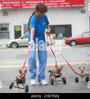 IL PROPRIETARIO DONNA IMHOF PRENDE TRE DEI PRIMI QUATTRO CUCCIOLI CHIHUAHUA AL MONDO CHE SONO NATI SENZA GAMBE ANTERIORI, SU RUOTE APPOSITAMENTE PROGETTATE. ANDARE PER UNA PASSEGGIATA . I PRIMI QUATTRO CANI CHIHUAHUA AL MONDO NATI SENZA GAMBE ANTERIORI HANNO IMPARATO AD USARE LE LORO RUOTE APPOSITAMENTE ADATTATE PER MUOVERSI. NEW YORK, STATI UNITI. FOTO: GARY ROBERTS Foto Stock