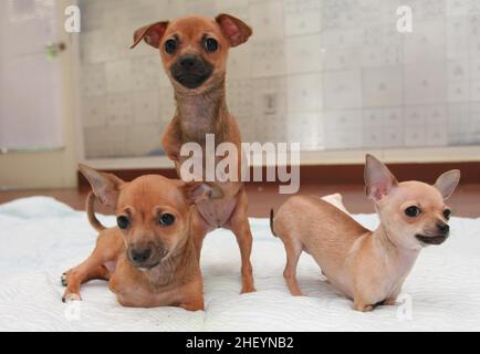TRE DEI MONDI PRIMI QUATTRO CUCCIOLI DI CHIHUAHUA NATI SENZA GAMBE ANTERIORI . I PRIMI QUATTRO CANI CHIHUAHUA AL MONDO NATI SENZA GAMBE ANTERIORI HANNO IMPARATO AD USARE LE LORO RUOTE APPOSITAMENTE ADATTATE PER MUOVERSI. NEW YORK, STATI UNITI. FOTO: GARY ROBERTS Foto Stock