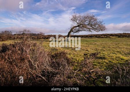 Albero solitario spazzato dal vento, Stanton Moor Derbyshire Foto Stock