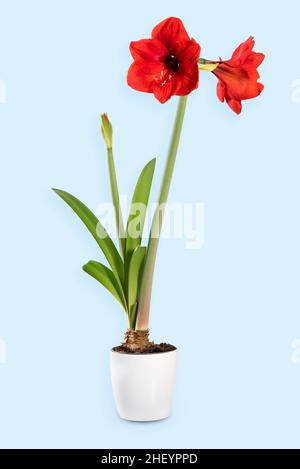 Vaso bianco con pianta bulbosa Amaryllis in fiore fresco con fiori rossi lussureggianti su sfondo azzurro chiaro Foto Stock