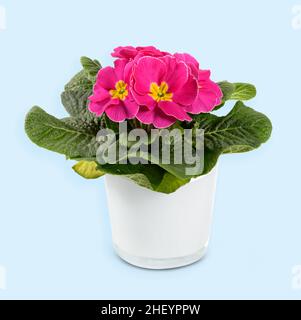 Caserma fresco in vaso Primula vulgaris con fiori in fiore con petali rosa e giallo su sfondo azzurro chiaro Foto Stock