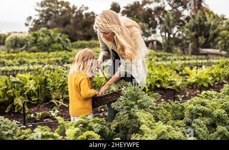 Madre e figlia raccolta in un orto. Giovane madre single raccogliendo verdure fresche in un cestino con la figlia. Autosostenibile Foto Stock