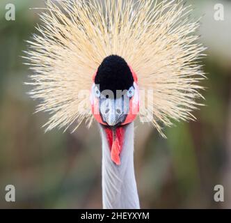Ritratto di Gray o African incoronato Crane Baleari regulorum a Slimbridge Gloucestershire Regno Unito - uccello prigioniero Foto Stock