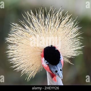 Ritratto di Gray o African incoronato Crane Baleari regulorum a Slimbridge Gloucestershire Regno Unito - uccello prigioniero Foto Stock