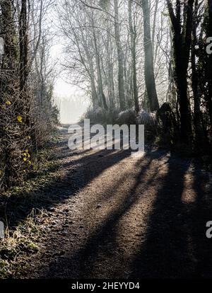 Corsia gelida ad Ashton Court vicino a Bristol con il sole d'inverno che cancella la nebbia mattutina - Somerset Regno Unito Foto Stock