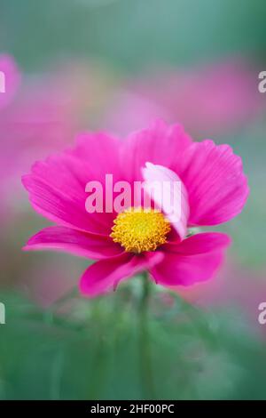 COSMOS bipinnatus 'Dazzler'  Norfolk UK Foto Stock