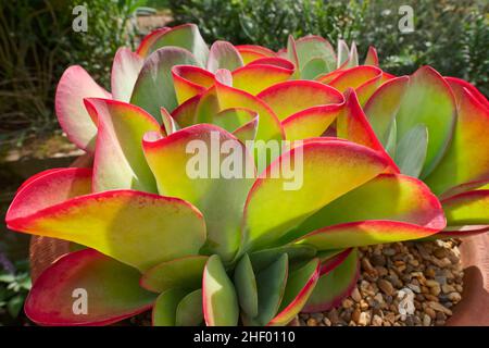 Kalanchoe luciae 'Sesert Pink'  Norfolk UK Foto Stock