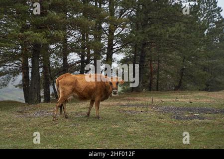 Una mucca cammina su un prato di montagna in condizioni di nebbia fitta. Foto Stock
