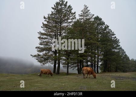 Una mucca cammina su un prato di montagna in condizioni di nebbia fitta. Foto Stock