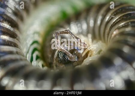 Tachypodoiulus niger, millipede di serpente a zampe bianche  Norfolk UK Foto Stock