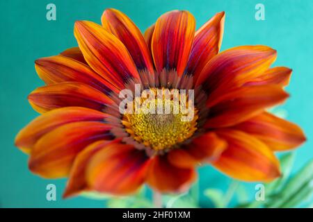Gazania colorata su sfondo verde, Gazania con petali di colore rosso e arancione, foglie gialle e verdi, macro testa fiore, fiore in fiore, Foto Stock