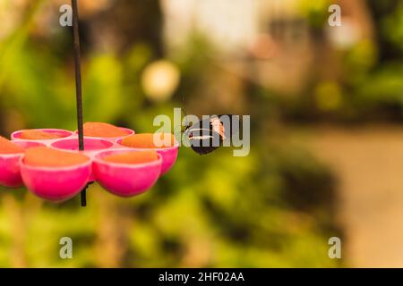 Heliconius melpomene farfalla alimentazione su un composto solido Foto Stock