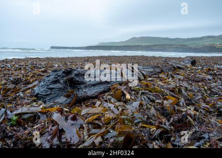 Baia di Kimmeridge Foto Stock