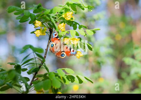 Sfondo naturale non focalizzato con acacia fiorente e una bella farfalla Aglais io Foto Stock