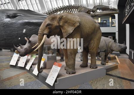 Mostre animali di mammiferi esposte al Natural History Museum di Londra nel Regno Unito. Foto Stock