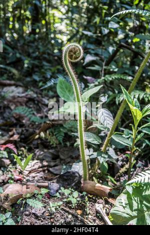 Giovane foglia di felce nella giungla in Ecuador sfondo naturale Foto Stock