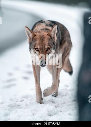 bello e sano saarloos wolfdog in posa nella neve Foto Stock