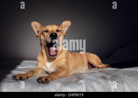 Divertente cane misto sbadiglio dopo essersi svegliato in un comodo letto illuminato dal sole di mattina presto in una stanza buia Foto Stock