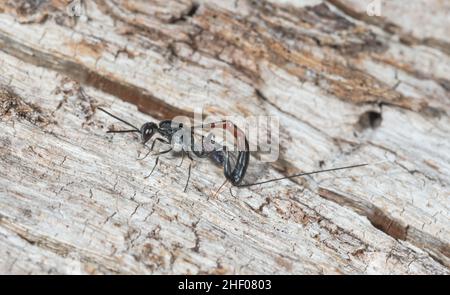 Femmina parassita Wasp posa uovo / ovipositing (Gasteruption cf jaculator), Evanioidea, Gasteruptiidae. Sussex, Regno Unito Foto Stock