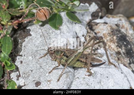 Cricket grigio di Bush (Platycleis albopunctata) su roccia, Tettigoniidae. Isola di Wight, Regno Unito Foto Stock