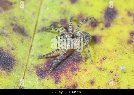 Ragno di lupo immaturo delle dune (Xerolycosa miniata), Lycosidae. Isola di Wight, Regno Unito Foto Stock