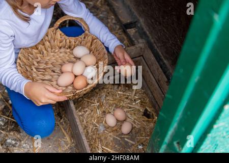 Il bambino raccoglie le uova nella casa di gallina. Focus.Nature selettivo Foto Stock
