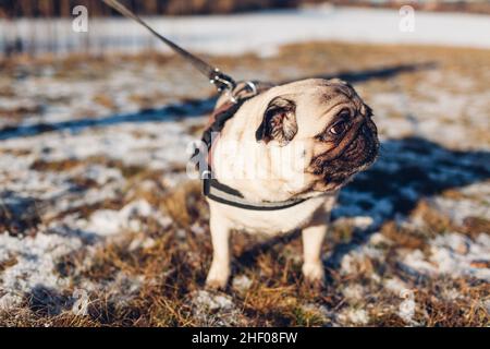 Camminando cane da cannello nel nevoso parco invernale al guinzaglio. Primo piano ritratto della museruola dell'animale domestico. Imbracatura per animali all'aperto Foto Stock