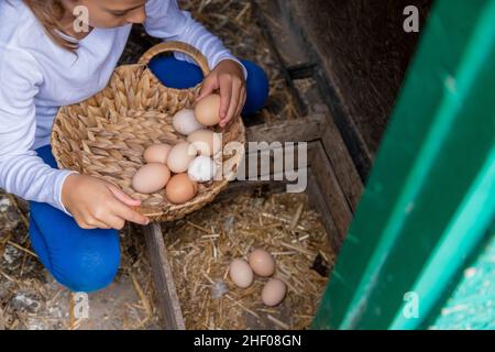 Il bambino raccoglie le uova nella casa di gallina. Focus.Nature selettivo Foto Stock