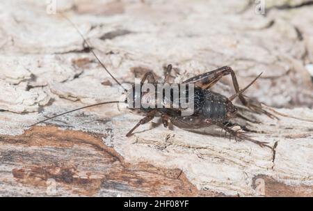 Vecchio cricket maschio di legno (Nemobius sylvestris), Gryllidae. Isola di Wight, Regno Unito Foto Stock