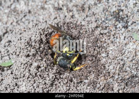 Digger Wasp dalla coda ornata (Cerceris rybyensis) con preda di api solitaria, Crabronidae. Sussex, Regno Unito Foto Stock