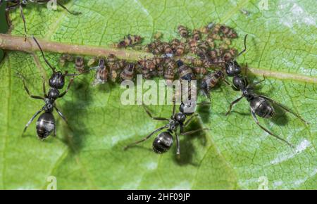 Afidi di betulla a bande rosse (Callipterinella tubercolata), tendente alle Ante nere (Lasius niger). Sussex, Regno Unito Foto Stock