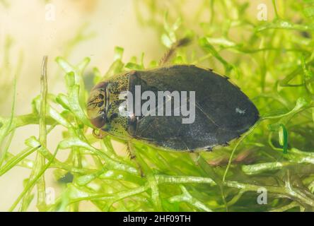 Bug (Ilyocoris cimicoides), Naucoridae. Sussex Regno Unito Foto Stock