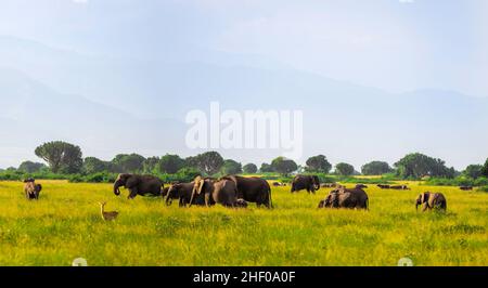 Elefanti selvatici africani nel Parco Nazionale della Regina Elisabetta Uganda Foto Stock