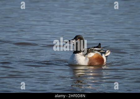 Una pala a nord (Anas clypeata) nella riserva naturale di Beddington Farlands a Sutton, Londra. Foto Stock