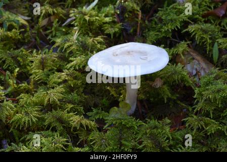 Funghi in porcellana o Fungus Oudemansiella mucida Foto Stock