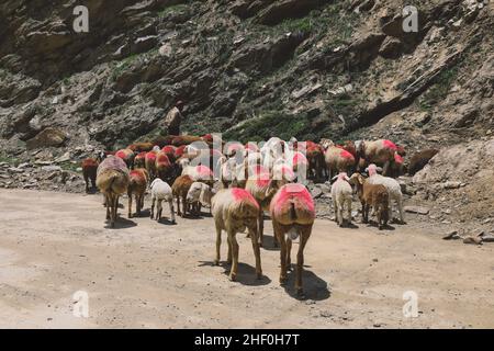 Gilgit Baltistan, Pakistan - 08 luglio 2021: Pastori Pakistan in abito tradizionale con capre, mandria alta nelle montagne del Gilgit Baltistan Foto Stock