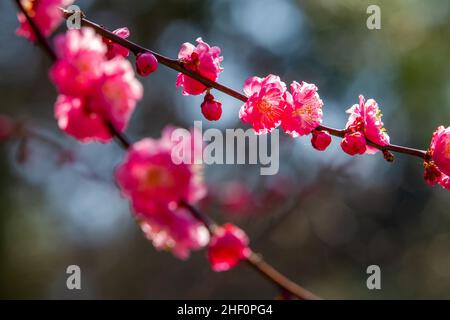 Incredibile macrophotpahy di fiori rosa di sakura a Kyoto vicino al giardino di pietra Ryoan-ji. Non è il sakura principale (chiamato somei-yoshino) Foto Stock