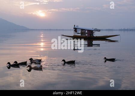 Srinagar, Kashmir, India. 13th Jan 2022. Le anatre nuotano sul lago dal poco prima del tramonto il giovedì a Srinagar. La valle del Kashmir è attualmente sotto la morsa del periodo invernale di 40 giorni più impegnativa, noto come 'chilla-i-Kalan', iniziato il 21 dicembre. (Credit Image: © Adel Abbas/ZUMA Press Wire) Foto Stock