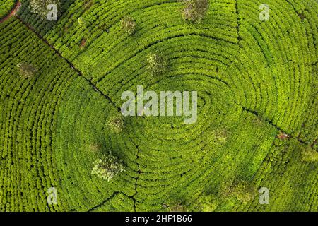 Vista panoramica dell'agricoltura verde piantagione di tè fattoria che cresce in forma circolare. Vista dall'alto foto aerea dal drone volante di una piantagione di tè. In viaggio Foto Stock