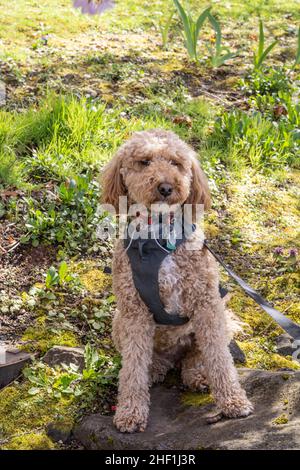 L'australiano Labradoodle è un mix tra Labrador Retriever, Poodle e Cocker Spaniel. Foto Stock