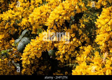 Il gorse comune (Ulex europaeus) è una specie di pianta fiorente della famiglia Fabaceae, originaria delle isole britanniche e dell'Europa occidentale. Foto Stock