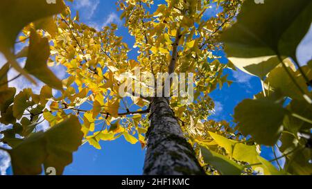 Primo piano del tronco dell'albero sottile. Corteccia spaccata del giovane albero di Ginkgo Biloba con foglie gialle nella foresta autunnale. Bellissimo sfondo naturale Foto Stock