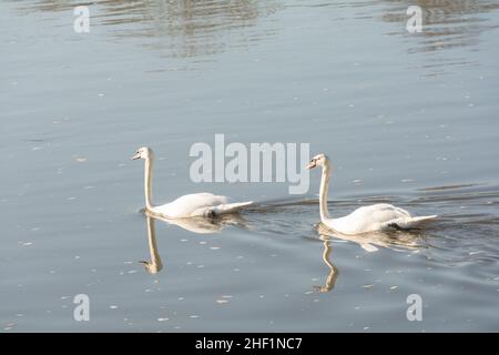 Un paio di cigni muti (Cygnus olor) sul Tamigi a Small profit dock, Barnes, Londra, SW13, Inghilterra, REGNO UNITO Foto Stock