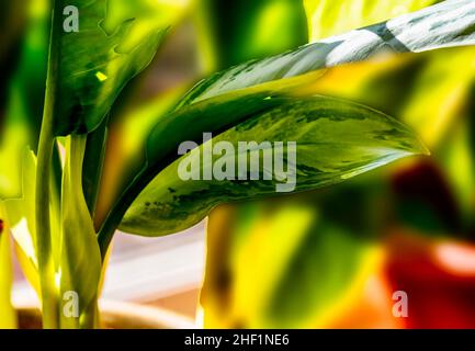 Piante interne incandescenti con luce attraverso la finestra Foto Stock