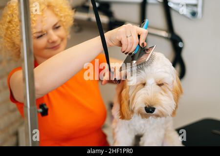 Primo piano del groomer femminile sorridente pettinatura testa del cane ricci obbediente Labradoodle con spazzola, per preparare il taglio al tavolo nel salone di grooming. Foto Stock