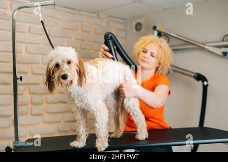 Ritratto di femmina groomer asciugando capelli con asciugacapelli di cane Curly Labradoodle dopo il bagno in salone grooming. Foto Stock