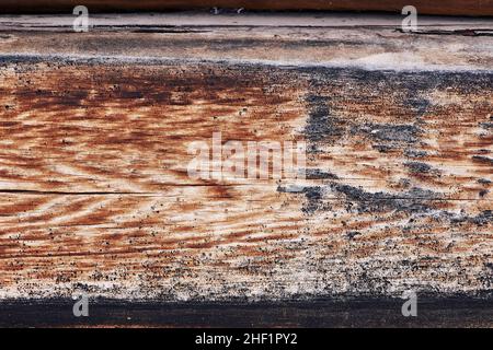 Parte di un primo piano di legno con una texture ben letta. Foto Stock