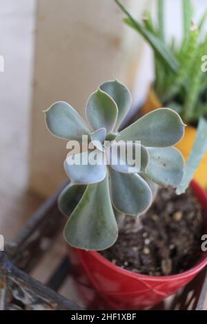 Succulent in a red pot Stock Photo